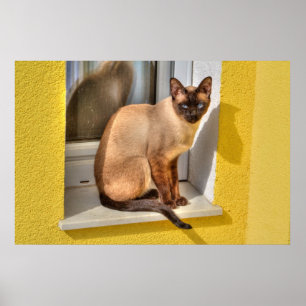 Vacker siamesisk katt poster