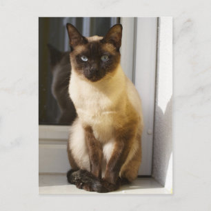 Vacker siamesisk katt vykort