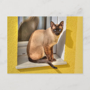 Vacker siamesisk katt vykort