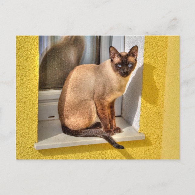 Vacker siamesisk katt vykort (Framsida)