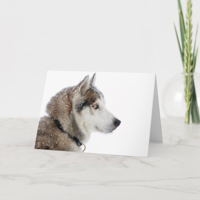 Vacker Siberian husky i Snö Kort (Framsida)