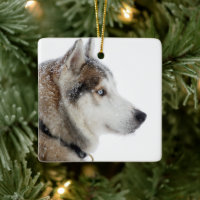 Vacker sibirisk husky i snön