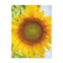 Vacker solros med Helen Kellers citat