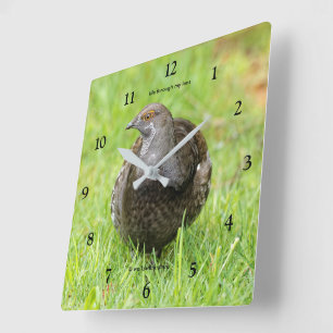Vacker Sooty Grouse Gamebird i Grass Fyrkantig Klocka