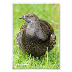 Vacker Sooty Grouse i Grass Fototryck