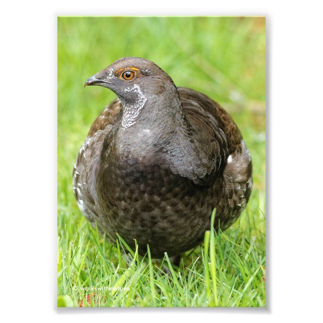 Vacker Sooty Grouse i Grass Fototryck (Framsidan)