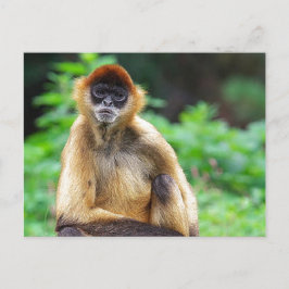 Vacker Spider Monkey Vykort