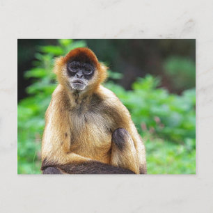 Vacker Spider Monkey Vykort