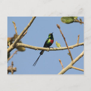 Vacker Sunbird Vykort