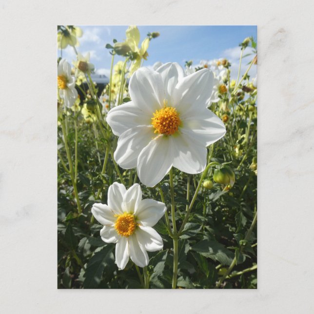 Vacker Sunny White Dahlia Flowers DIY Postcard Helg Vykort (Framsida)