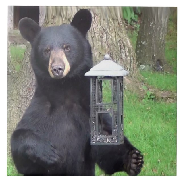 Vacker svart björn kakelplatta (Framsidan)