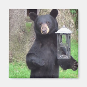 Vacker svart björn magnet