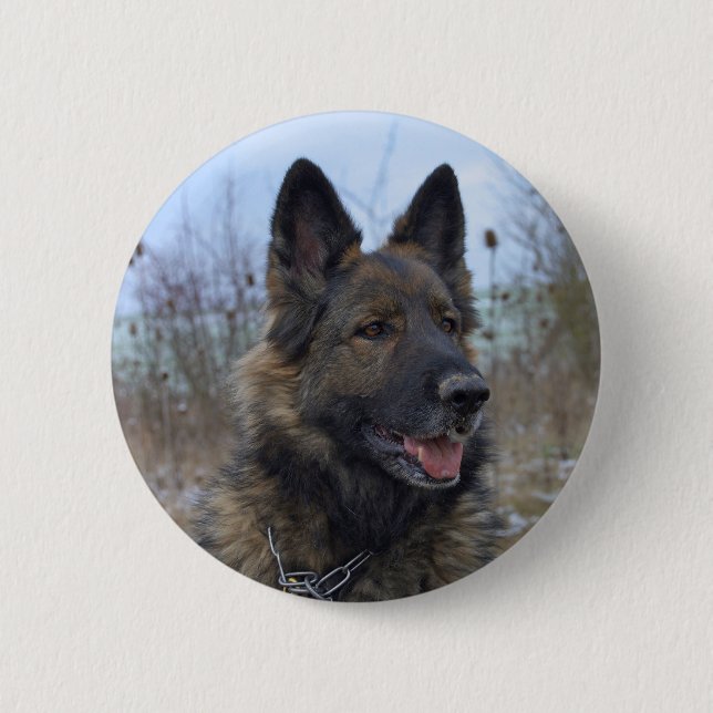 vacker svart och tan tysk schäferhund valp knapp (Framsida)