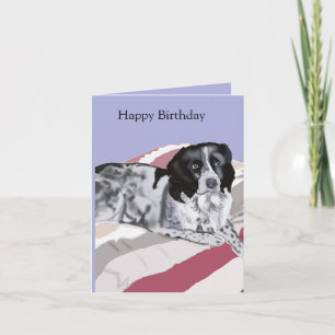 Vacker svart och vit springer spaniel kort