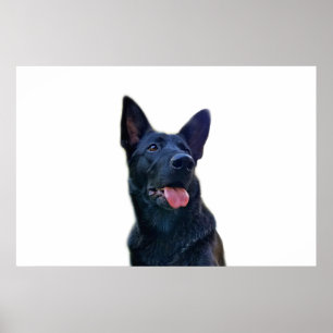 Vacker svart tysk shepherd poster
