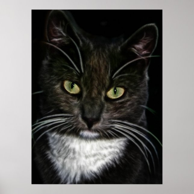 Vacker svart-vit kattplanscher poster (Framsidan)