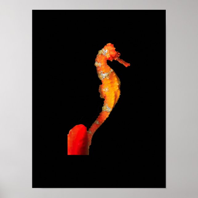 Vacker Swimming Seahorse Figur på framsidan Poster (Framsidan)