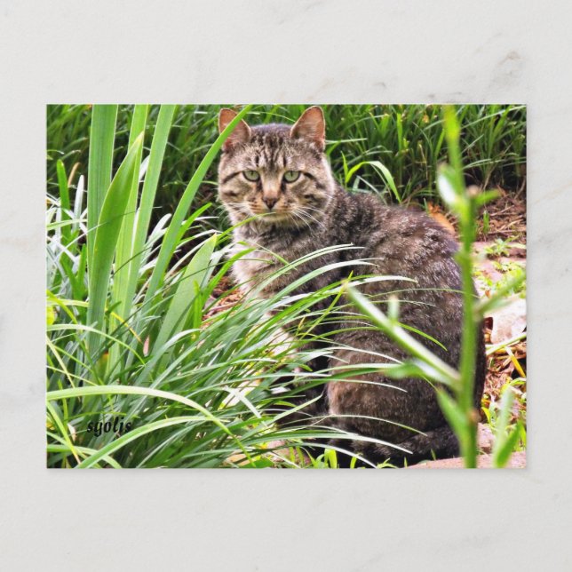 Vacker Tabby Katt i Gräs Trädgård Foto Postkort Vykort (Framsida)