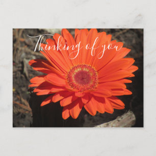 Vacker Tänker På Dig Orange Gerbera Tusensköns Fot Vykort