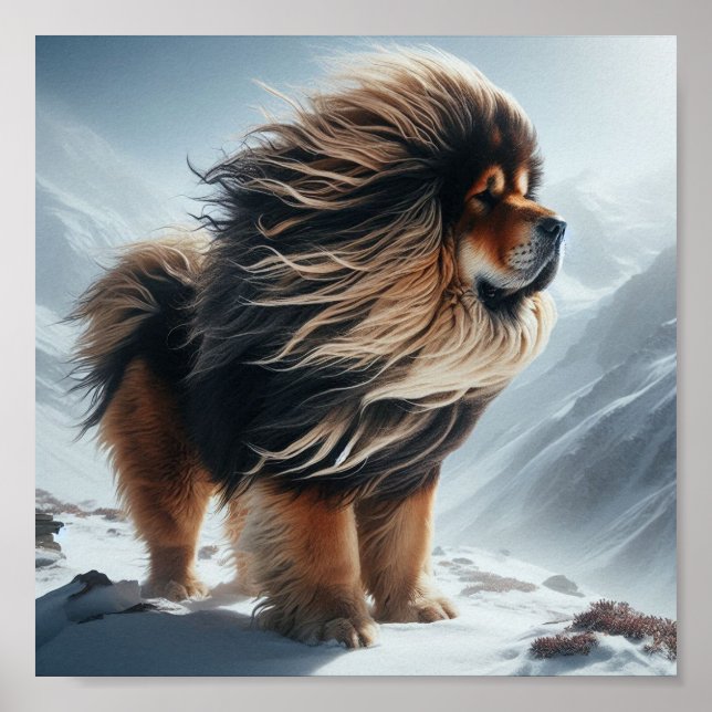 vacker tibetansk Mastiff Poster (Framsidan)