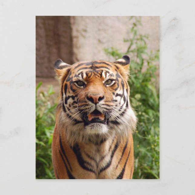 Vacker tiger ansiktsutskrift vykort (Framsida)