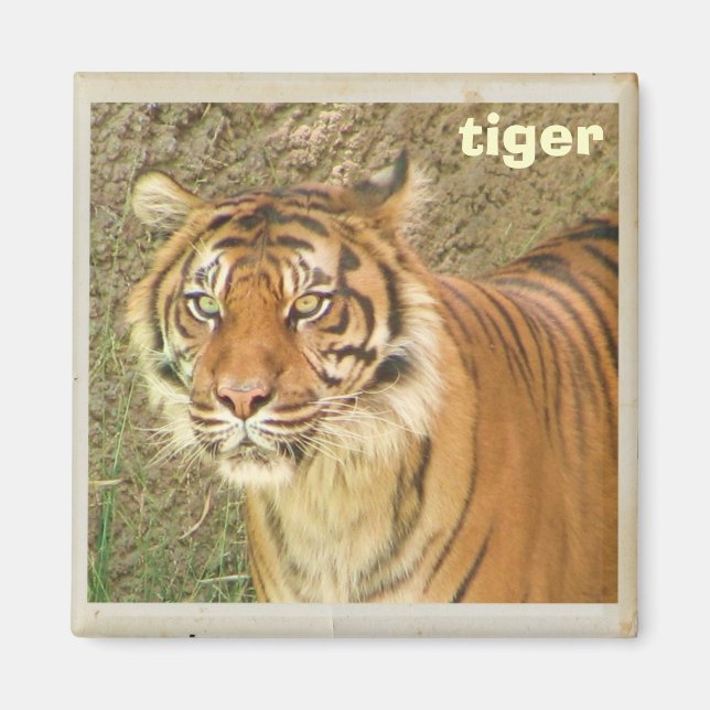 Vacker Tiger Magnet! Magnet (Framsidan)