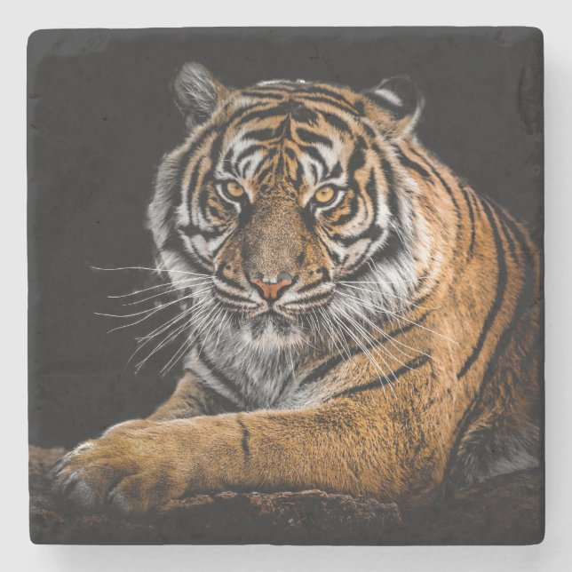 Vacker tiger med svart bakgrund stenunderlägg (Framsidan)