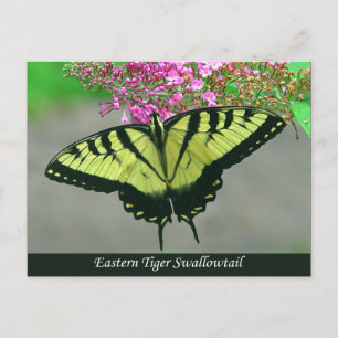 Vacker Tiger Swallowtail Fjäril Postkort 5 Vykort