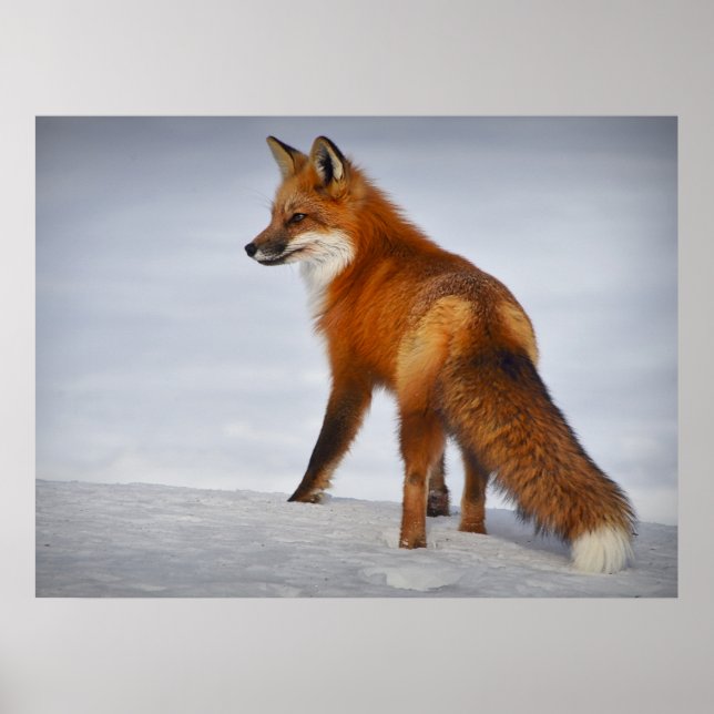 Vacker Tittar Red Fox i Snö Poster (Framsidan)