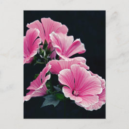 Vacker trädgård rosa malva rosor blommor vykort