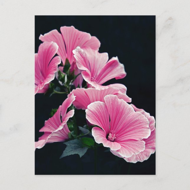 Vacker trädgård rosa malva rosor blommor vykort (Framsida)