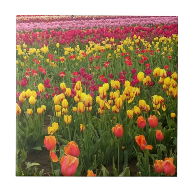 Vacker Tulip Fält, Oregon Kakelplatta (Framsidan)
