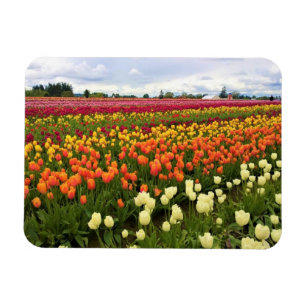 Vacker Tulip Fält, Oregon Magnet