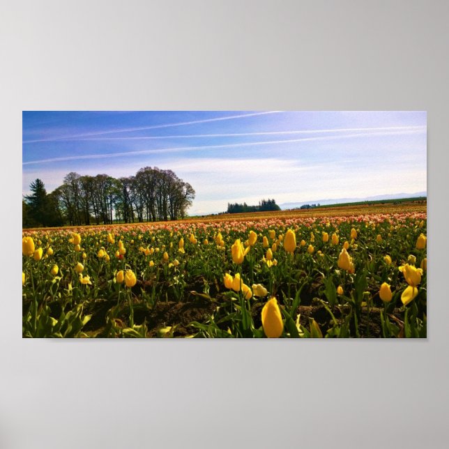 Vacker Tulip Fält, Oregon Poster (Framsidan)