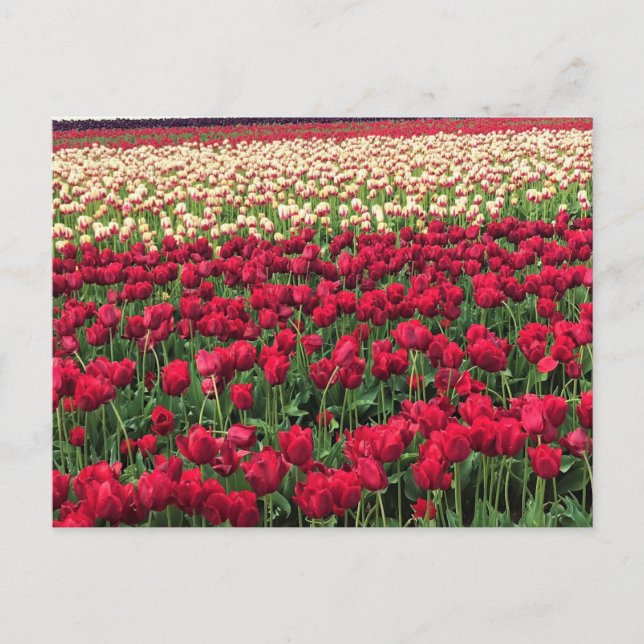 Vacker Tulip Fält, Oregon Vykort (Framsida)