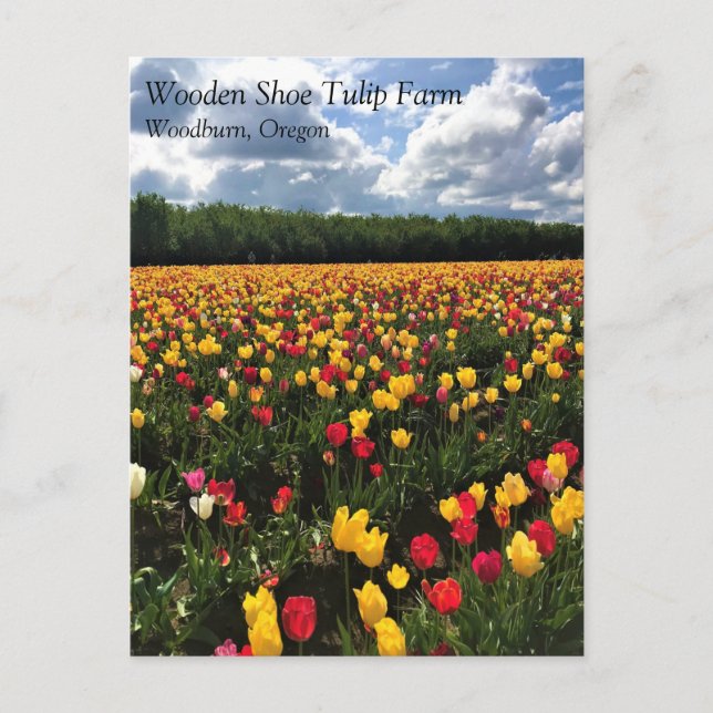 Vacker Tulip Fält, Oregon Vykort (Framsida)
