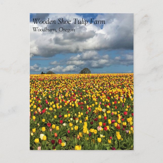 Vacker Tulip Fält, Oregon-vykort Vykort (Framsida)