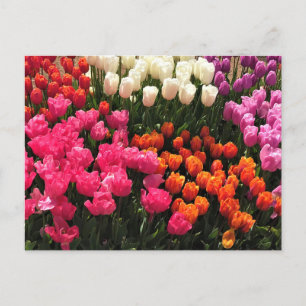Vacker Tulip Garden Bed, Oregon Vykort