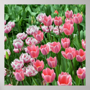 Vacker utsikt över fält med rosa tulpaner poster