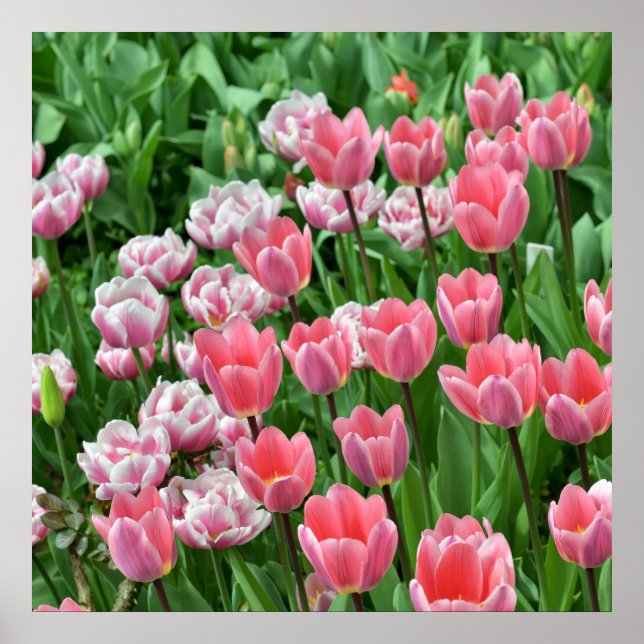 Vacker utsikt över fält med rosa tulpaner poster (Framsidan)