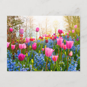 Vacker Vår blommor - Tulips och Hyacint Vykort