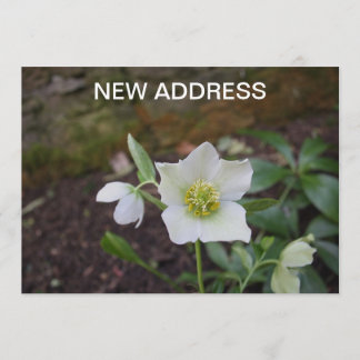 Vacker Vår Flower Ny adress Meddelande