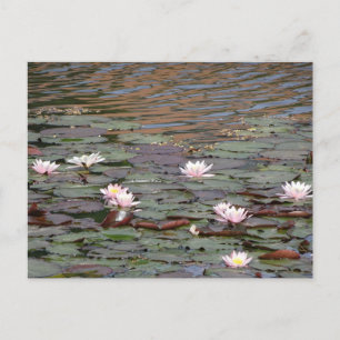 Vacker Vatten Lilies DIY-vykort Vykort