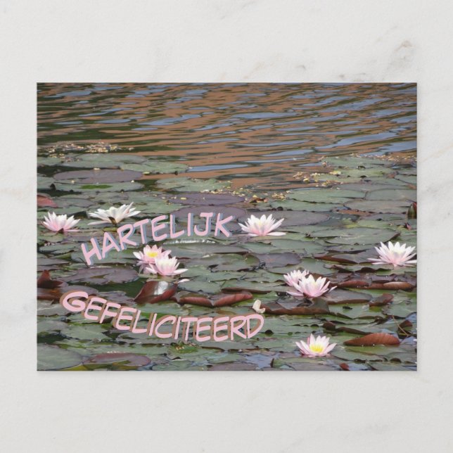 Vacker Vatten Lilies Gefeliciteerd Postcard Vykort (Framsida)