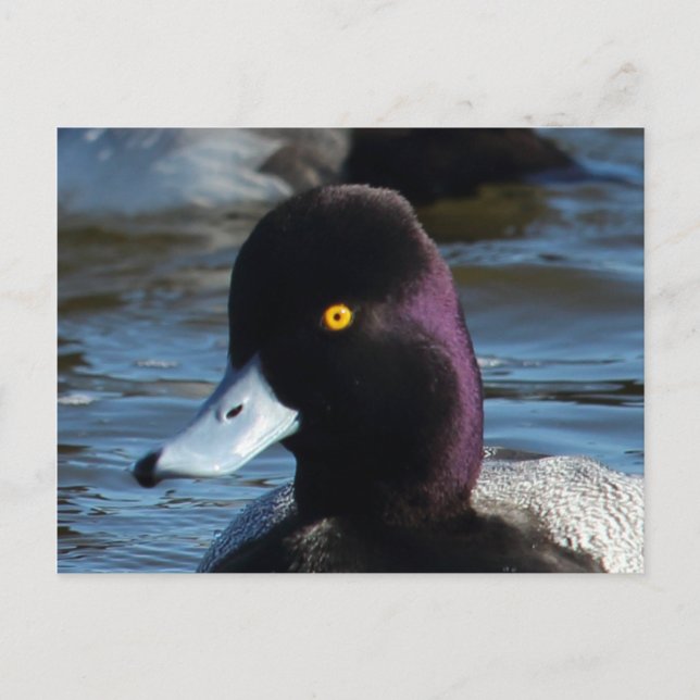 Vacker Vild Anka - Lesser Scaup Drake Vykort (Framsida)
