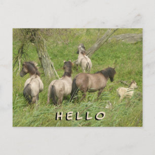 Vacker Vild Horses HEJ Postcard Vykort