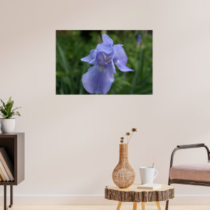 Vacker vinblå Iris-blomma Poster