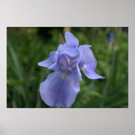 Vacker vinblå Iris-blomma Poster