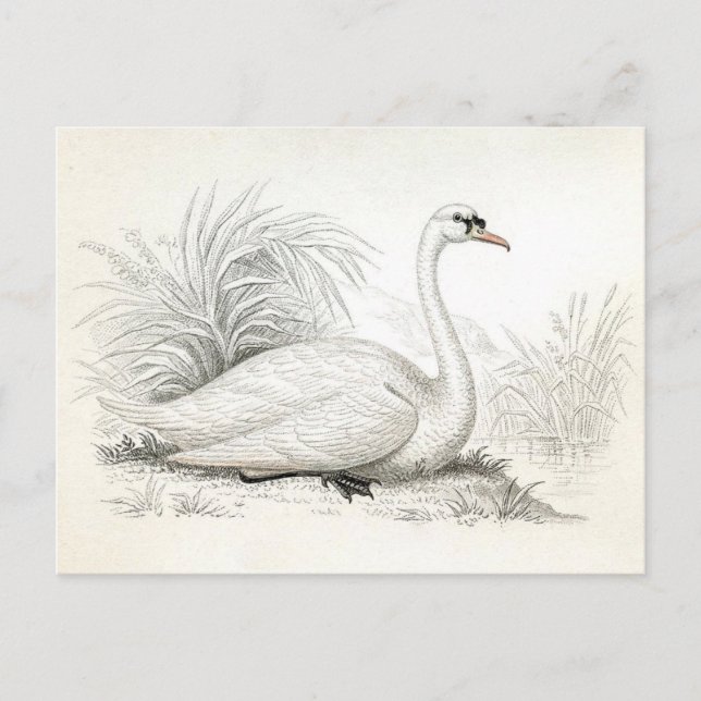 Vacker vintageillustration av svan på vykort (Framsida)