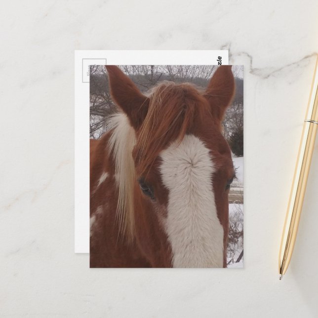 Vacker vinter Paint Horse sto Vykort (Fram/Back In Situ)